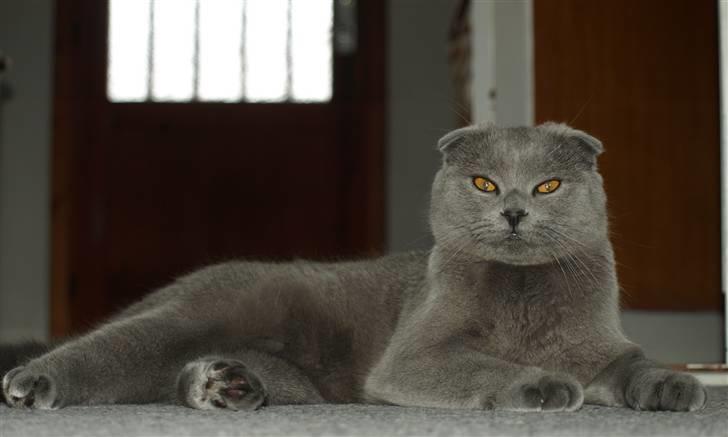 Scottish Fold Amber billede 8