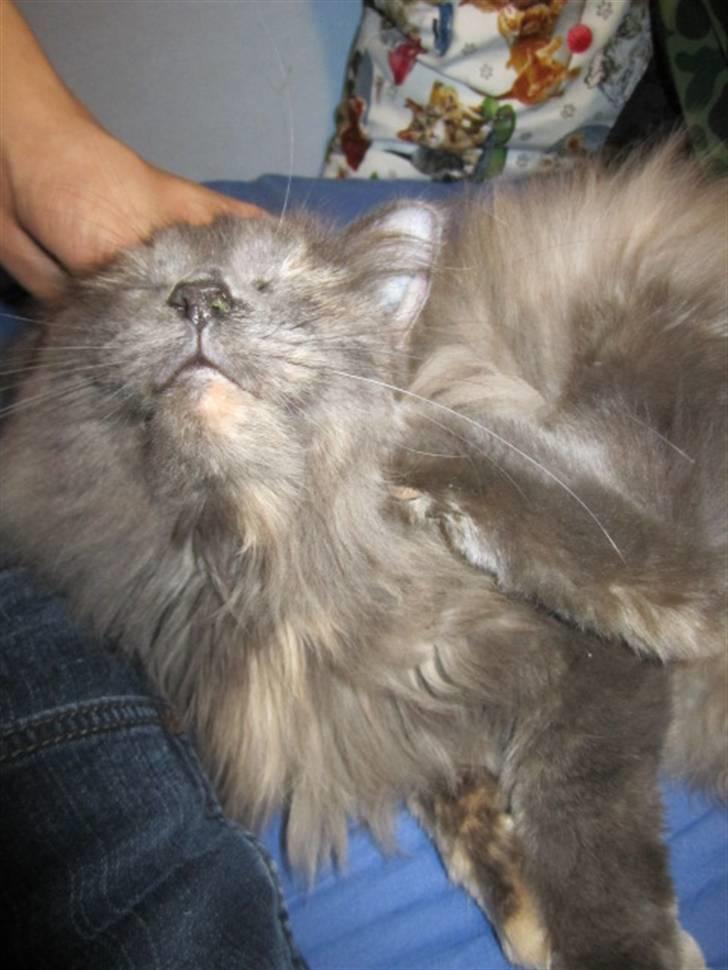 Maine Coon Cille billede 9