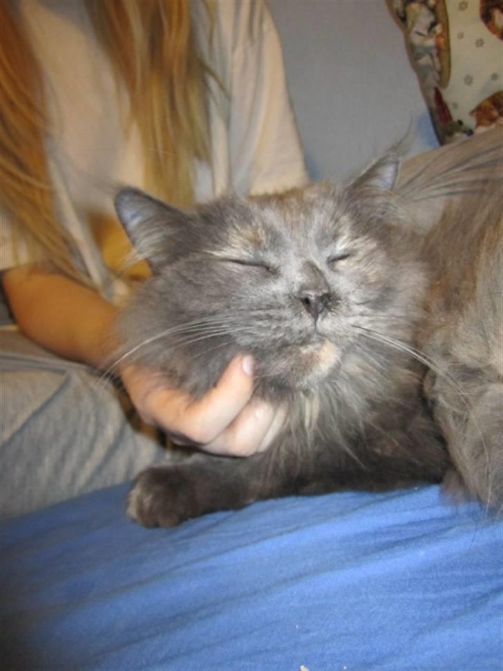 Maine Coon Cille billede 10