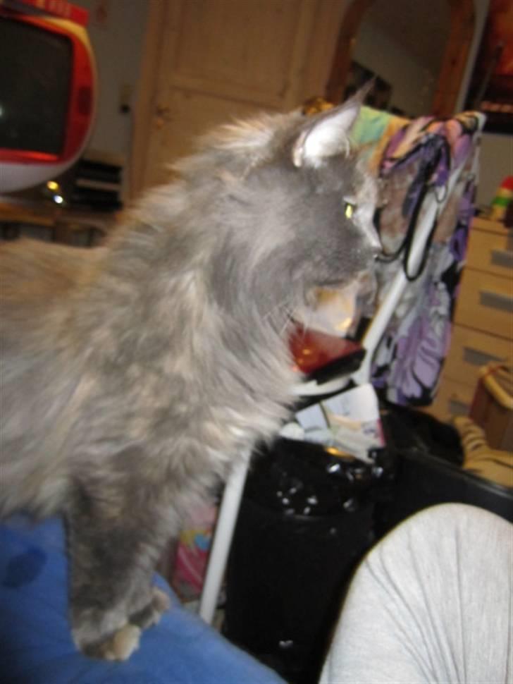 Maine Coon Cille - MUS!! billede 11