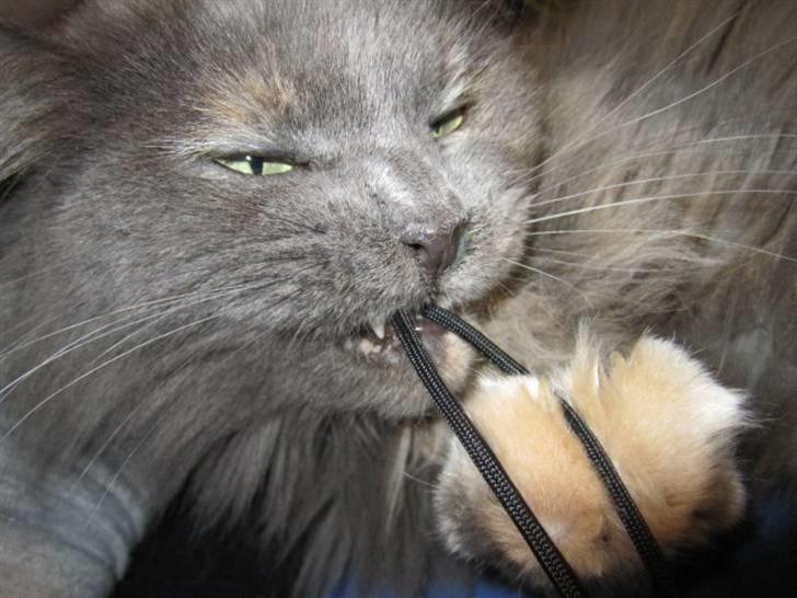 Maine Coon Cille billede 12