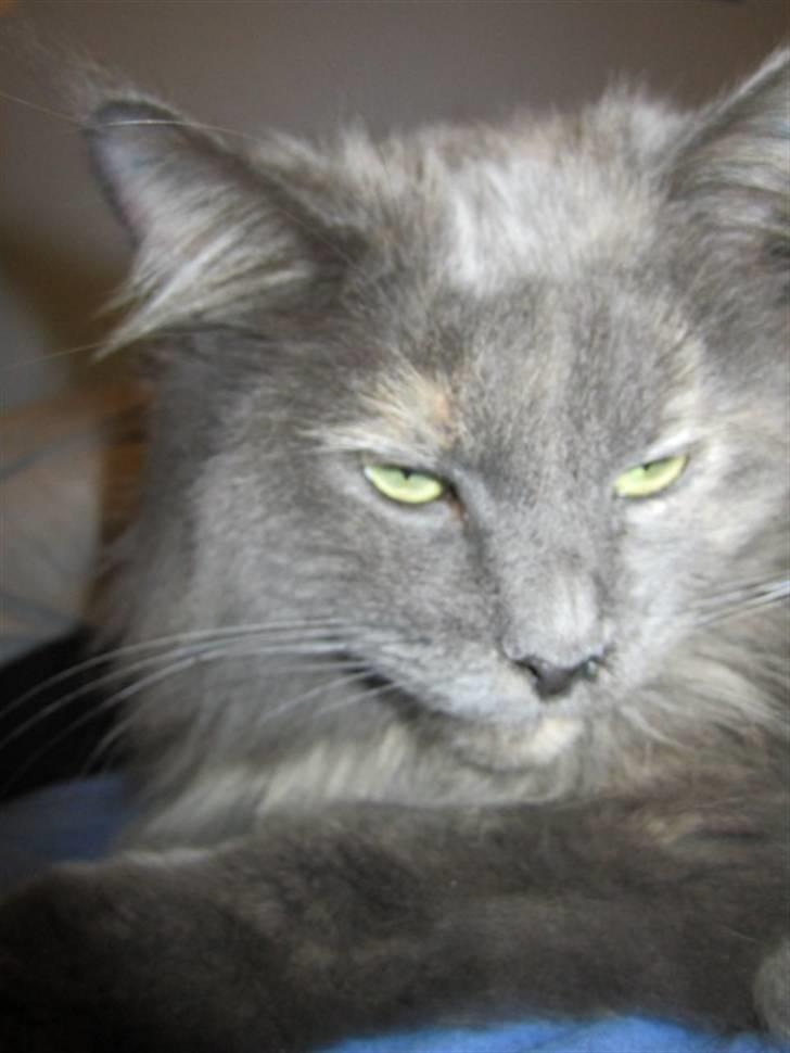 Maine Coon Cille billede 13