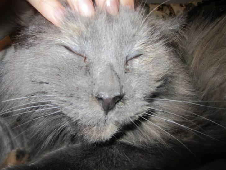 Maine Coon Cille billede 14