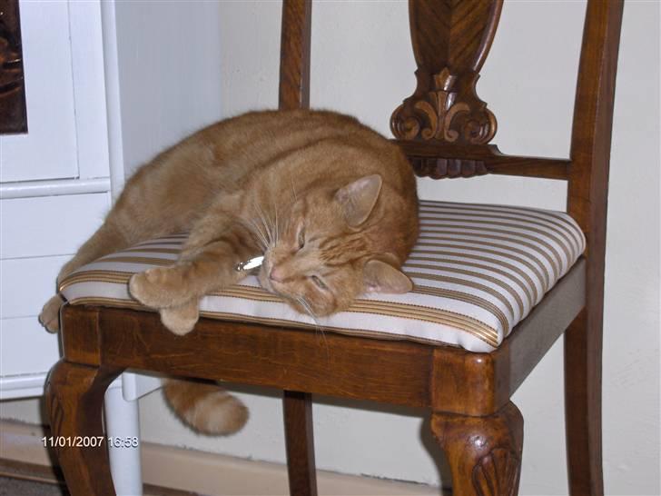 Blanding af racer Tiger billede 1