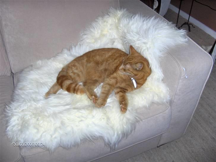 Blanding af racer Tiger billede 2