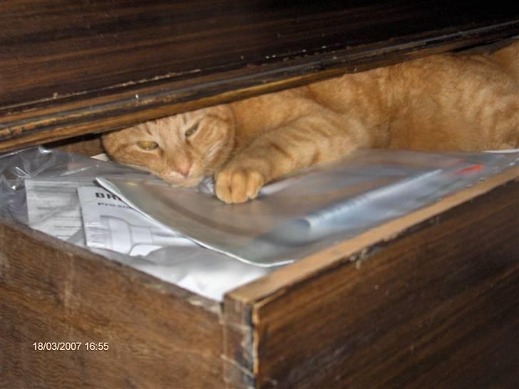 Blanding af racer Tiger billede 3