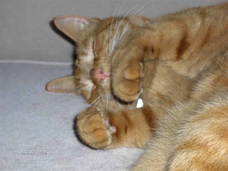 Blanding af racer Tiger billede 4