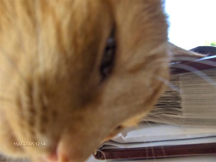 Blanding af racer Tiger billede 5