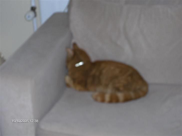 Blanding af racer Tiger billede 6