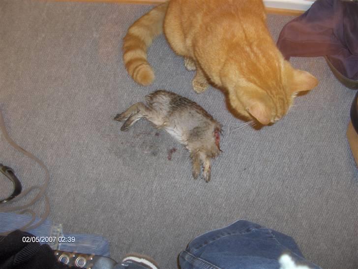 Blanding af racer Tiger billede 7