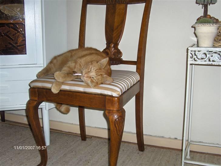 Blanding af racer Tiger billede 8