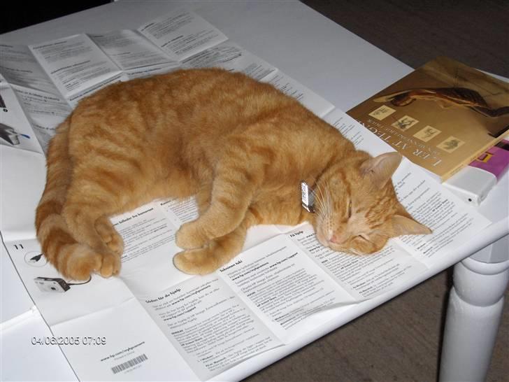 Blanding af racer Tiger billede 9