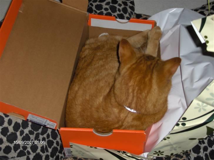 Blanding af racer Tiger billede 10