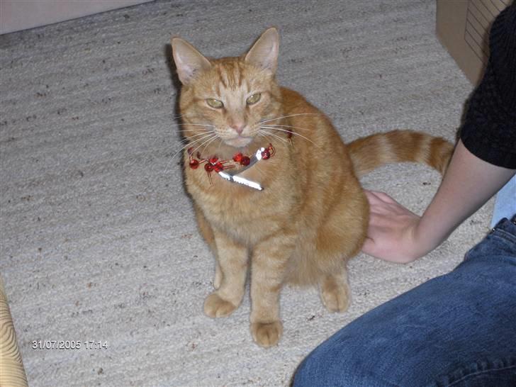 Blanding af racer Tiger billede 11