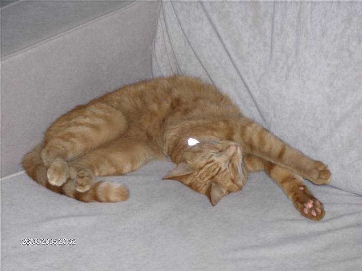 Blanding af racer Tiger billede 12