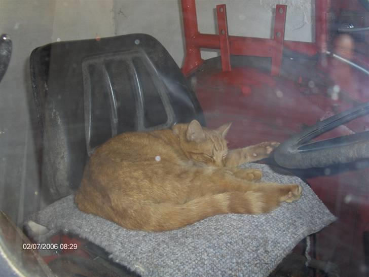 Blanding af racer Tiger billede 13