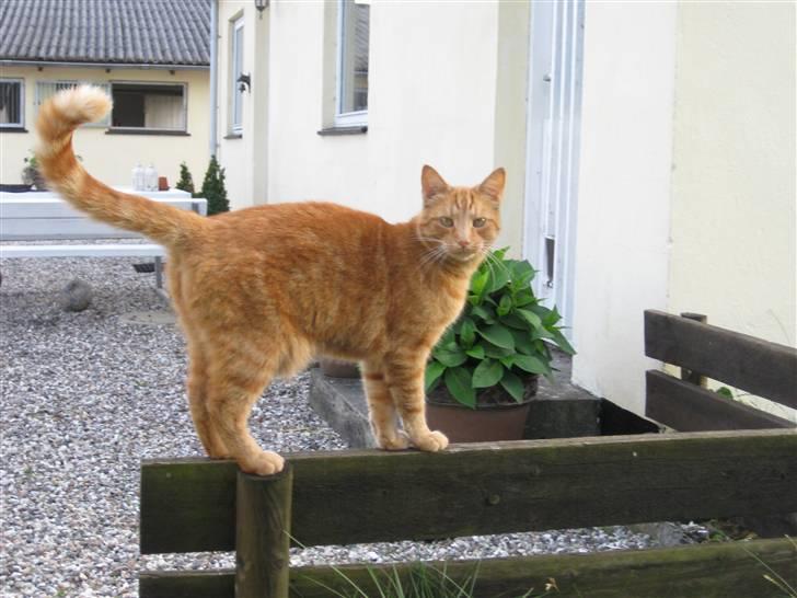 Blanding af racer Tiger billede 14