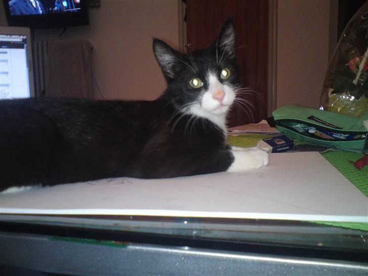 Huskat Morgan billede 13