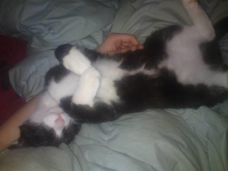 Huskat Morgan billede 14