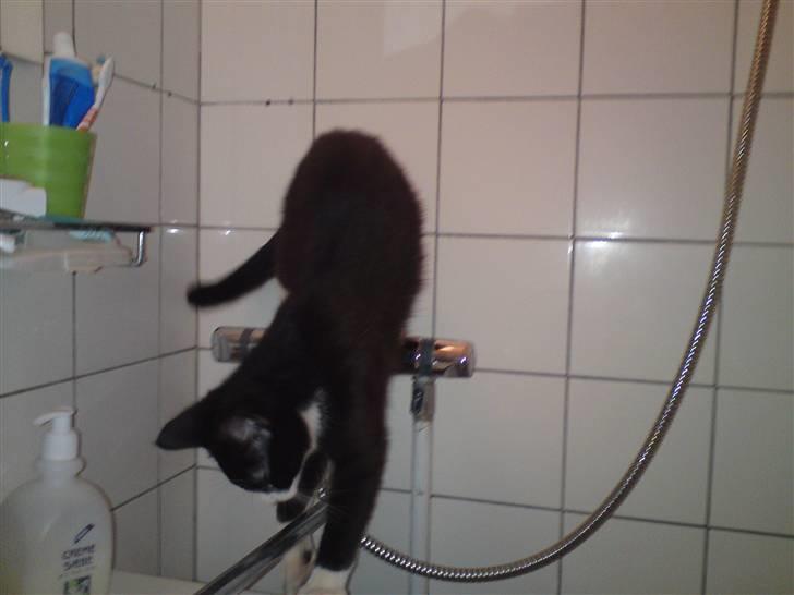 Huskat Morgan billede 15