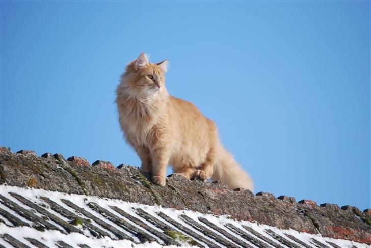 Norsk Skovkat Vindelhusets Flora billede 1