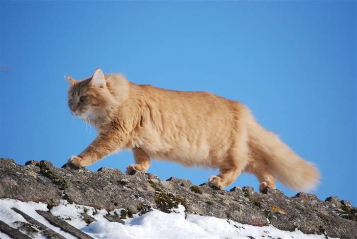 Norsk Skovkat Vindelhusets Flora billede 2