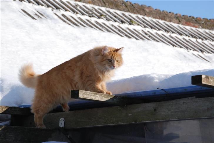 Norsk Skovkat Vindelhusets Flora billede 3