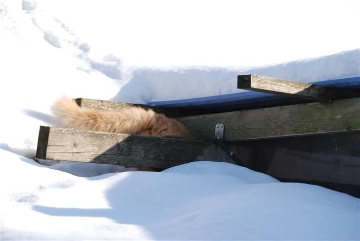 Norsk Skovkat Vindelhusets Flora - Hov der var vist plads til mig billede 4