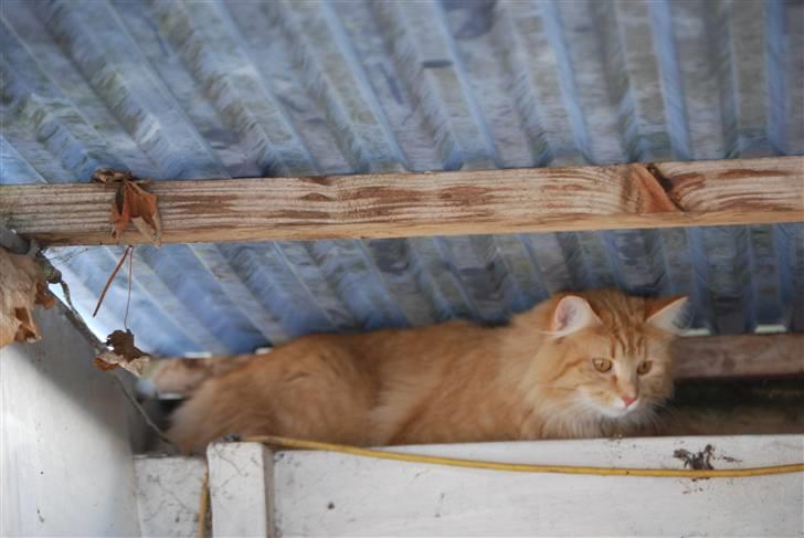 Norsk Skovkat Vindelhusets Flora - Sådan indendørs væk fra den grimme sne billede 5