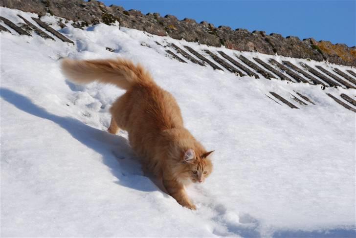 Norsk Skovkat Vindelhusets Flora billede 6