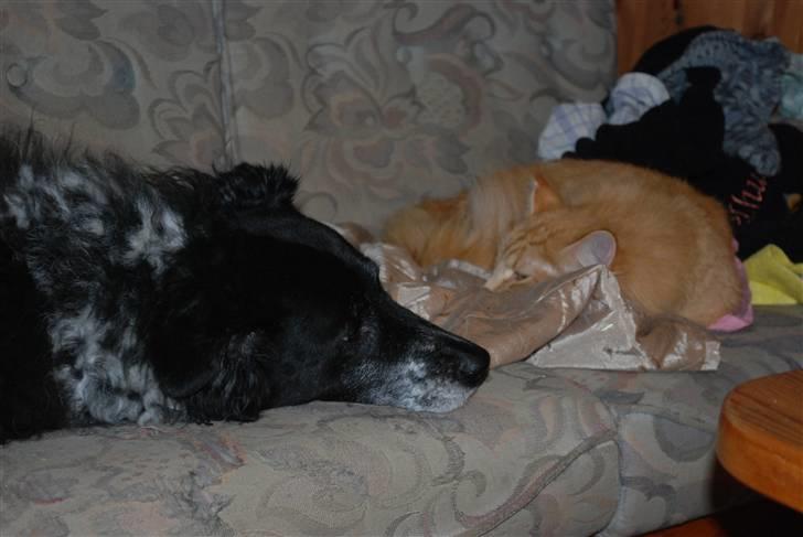 Norsk Skovkat Vindelhusets Flora - min bedste ven Sall billede 7