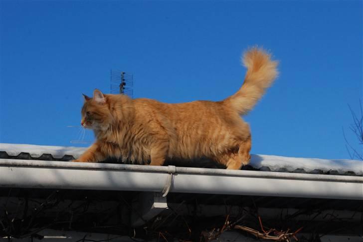 Norsk Skovkat Vindelhusets Flora billede 8