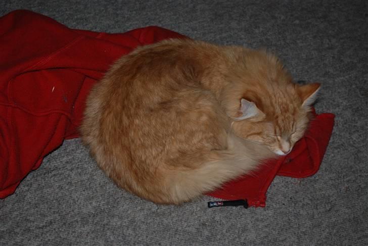 Norsk Skovkat Vindelhusets Flora billede 9