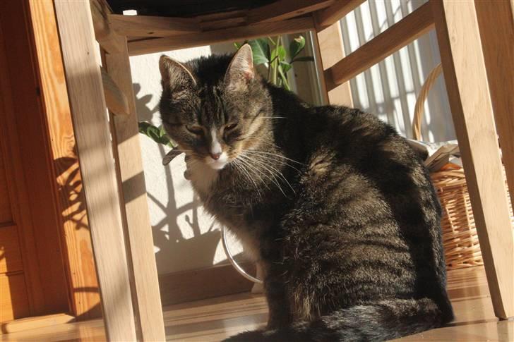 Huskat Pjevs <3 billede 10