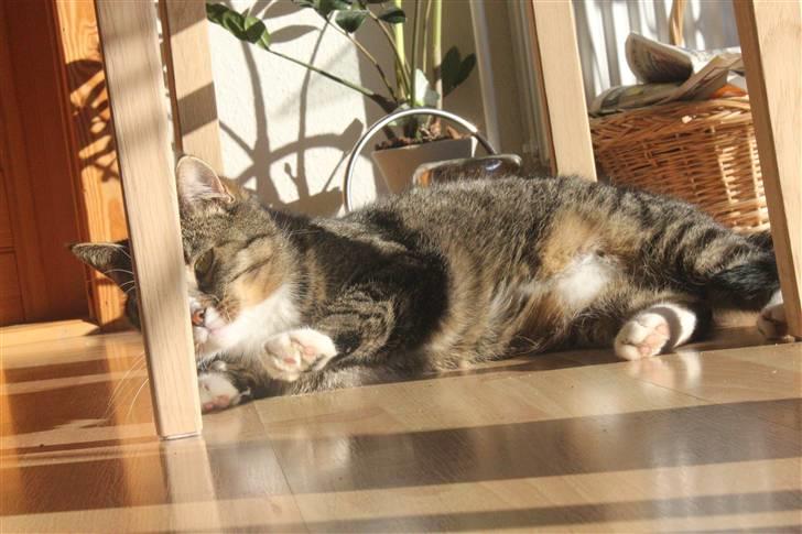 Huskat Pjevs <3 billede 11