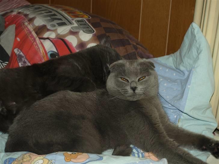 Scottish Fold Amber billede 9