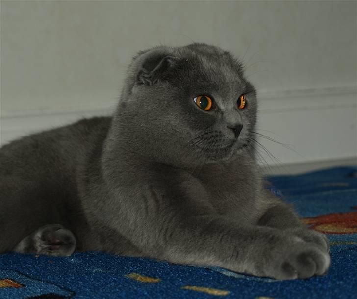 Scottish Fold Amber billede 10
