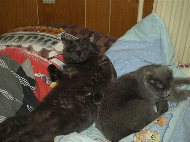 Scottish Fold  Straight Charlie - Charlie med sin kæreste billede 10