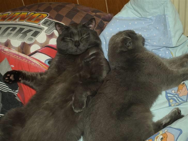 Scottish Fold  Straight Charlie billede 11