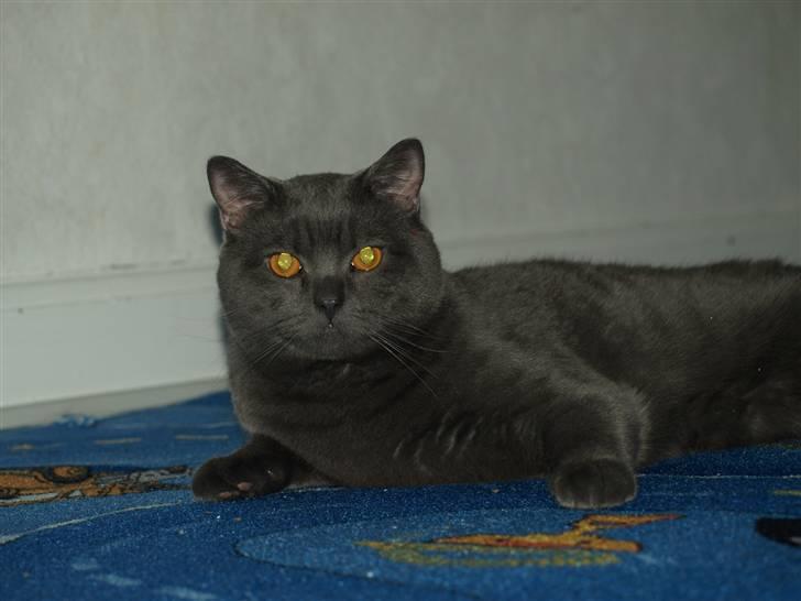 Scottish Fold  Straight Charlie billede 12