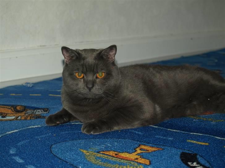 Scottish Fold  Straight Charlie billede 13