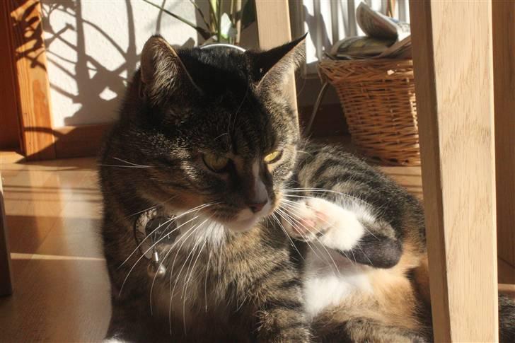 Huskat Pjevs <3 billede 12