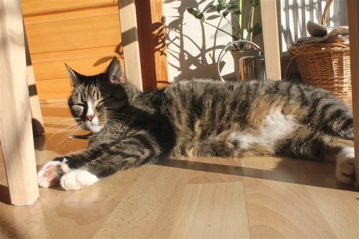 Huskat Pjevs <3 billede 13