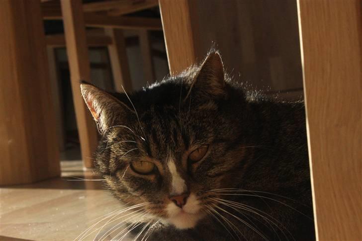 Huskat Pjevs <3 billede 14