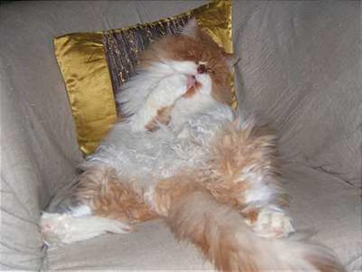 Perser Massen *30.06.2001 -26.05.2014 * billede 19