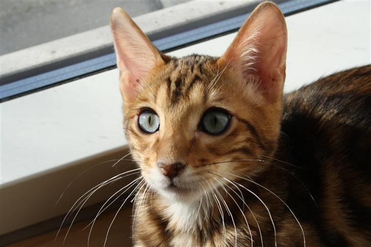 Bengal Nando billede 13