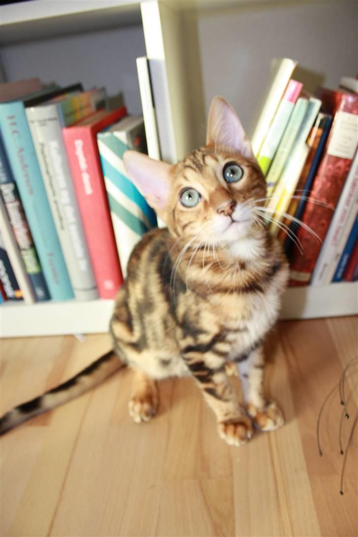 Bengal Nando billede 14