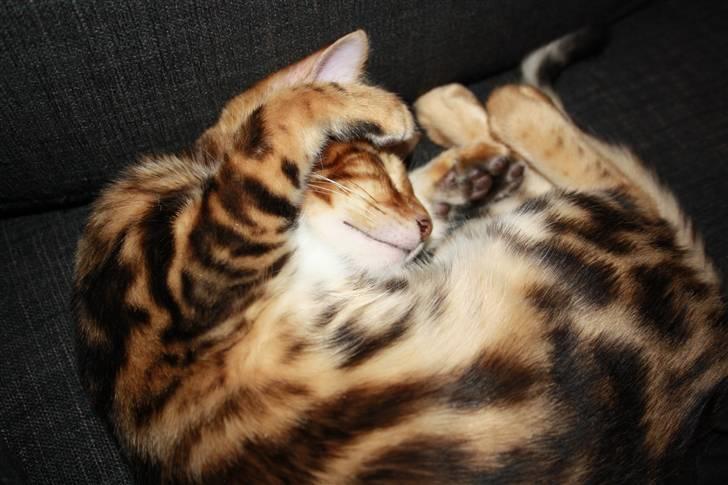 Bengal Nando - Godnat! billede 15