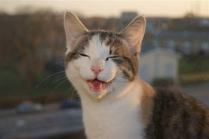 Huskat Prinsesse Sif billede 5