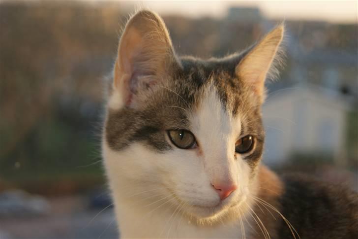 Huskat Prinsesse Sif billede 3